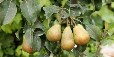 Kako tretirati krušku u proljeće od štetočina i bolesti